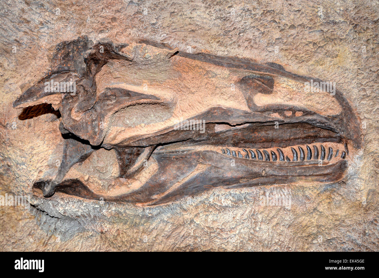 Dinosaur Skull Mold - Dinosaur National Monument - Utah Stock Photo