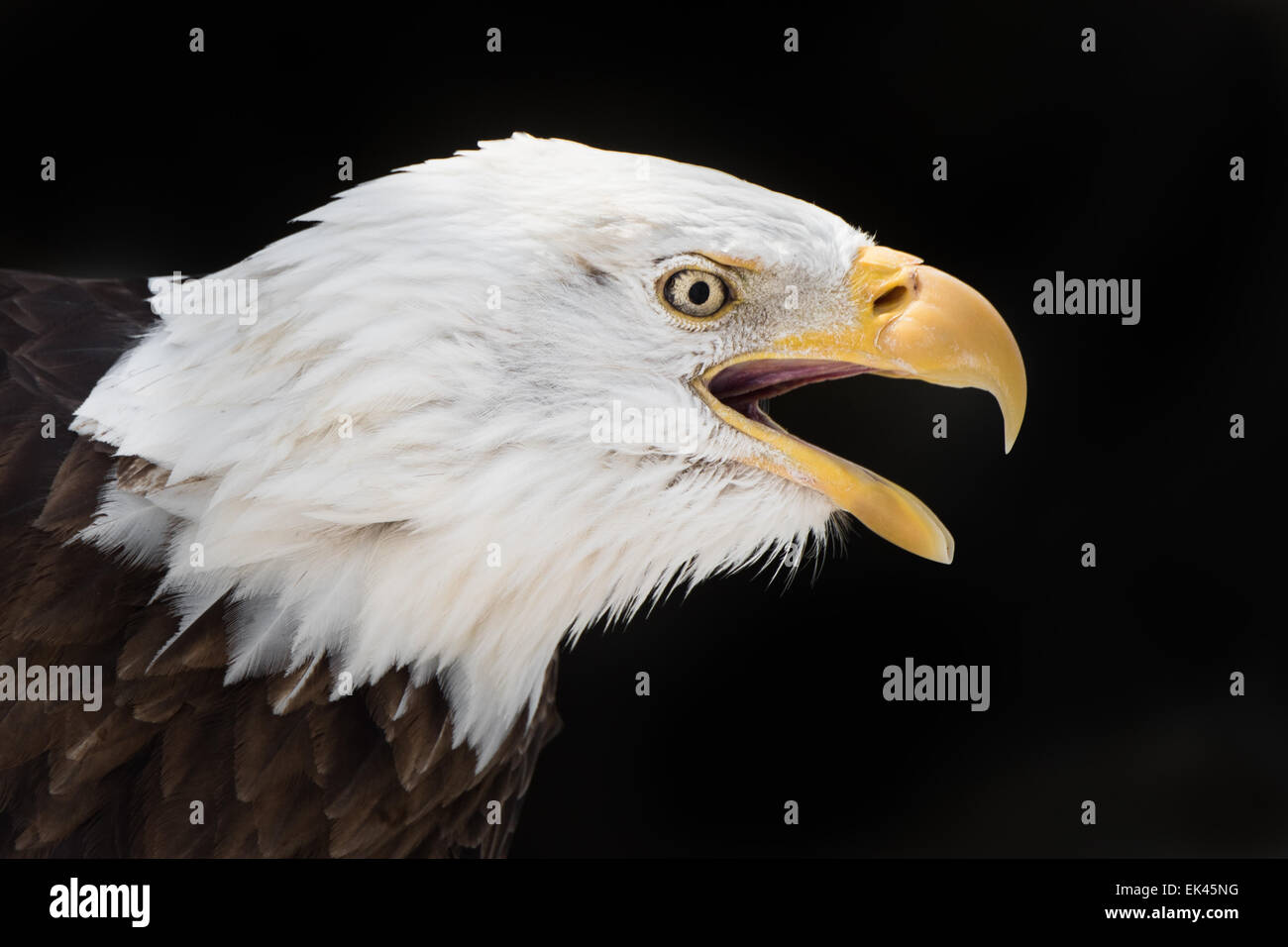 Profile Portrait of Screeching Bald Eagle Against Black Background
