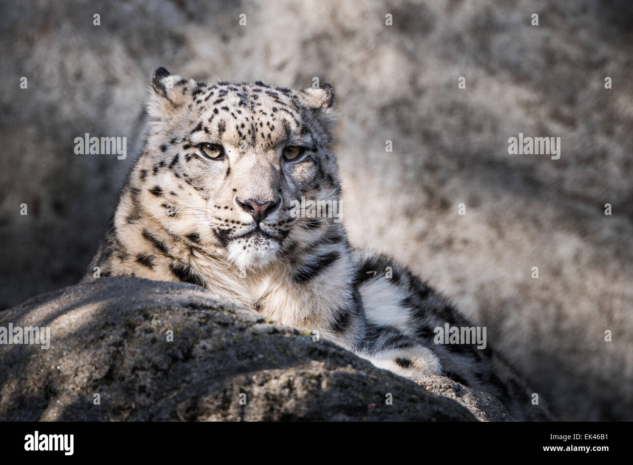 Frontal Portrait of Snow Leopard in Snow Stock Photo