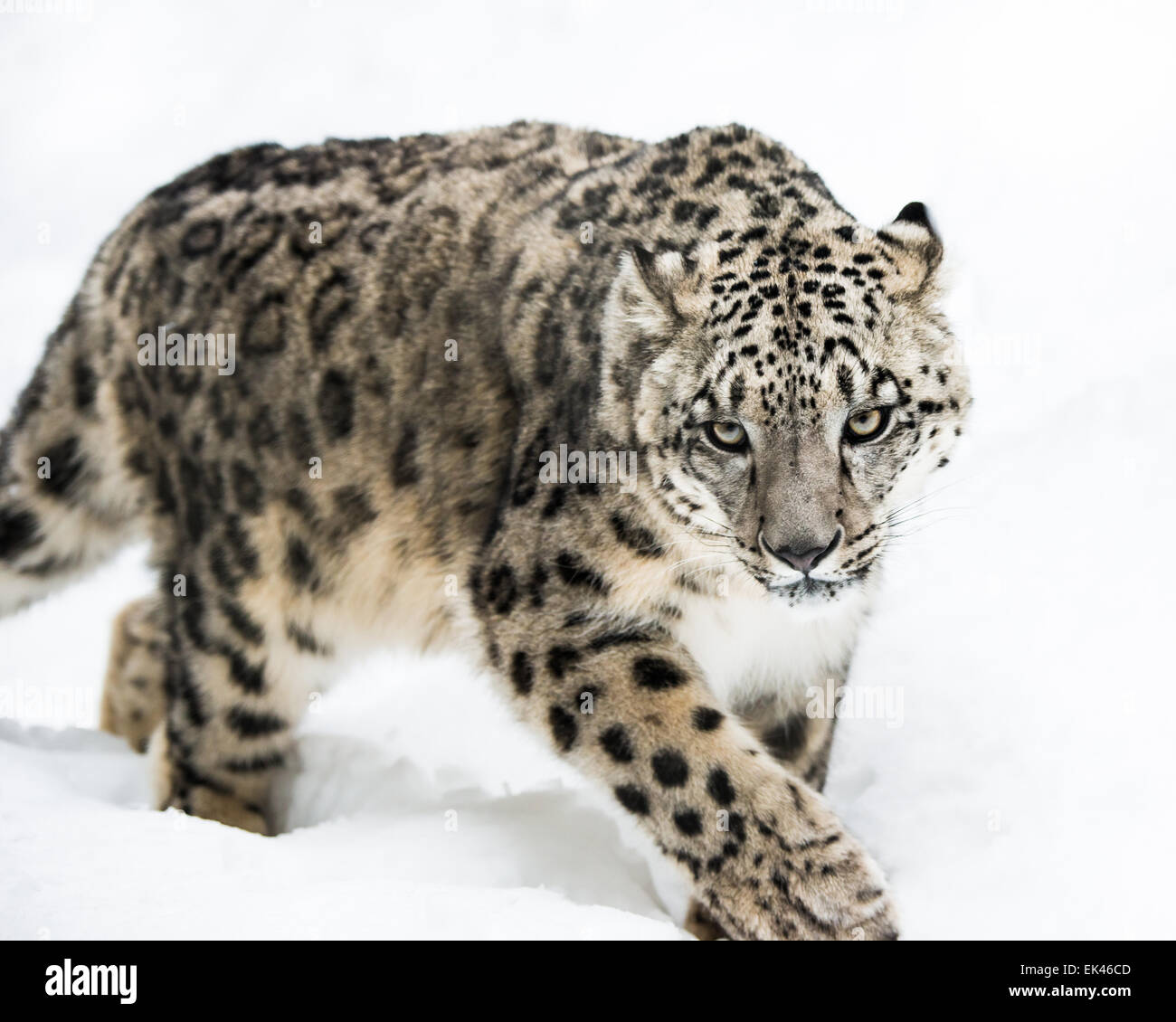 Snow leopard walking hires stock photography and images Alamy