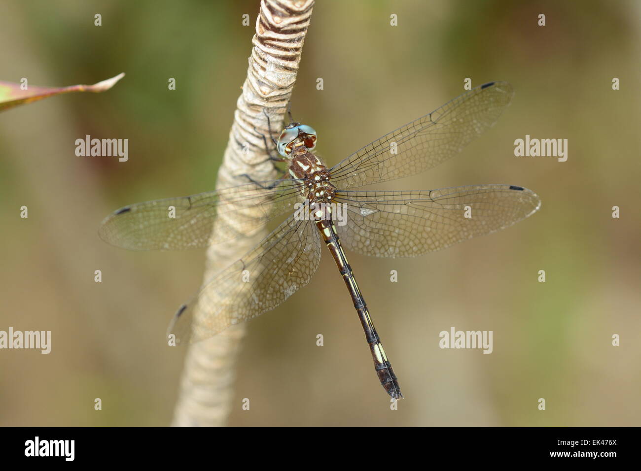 Dragonfly on a branch Stock Photo - Alamy