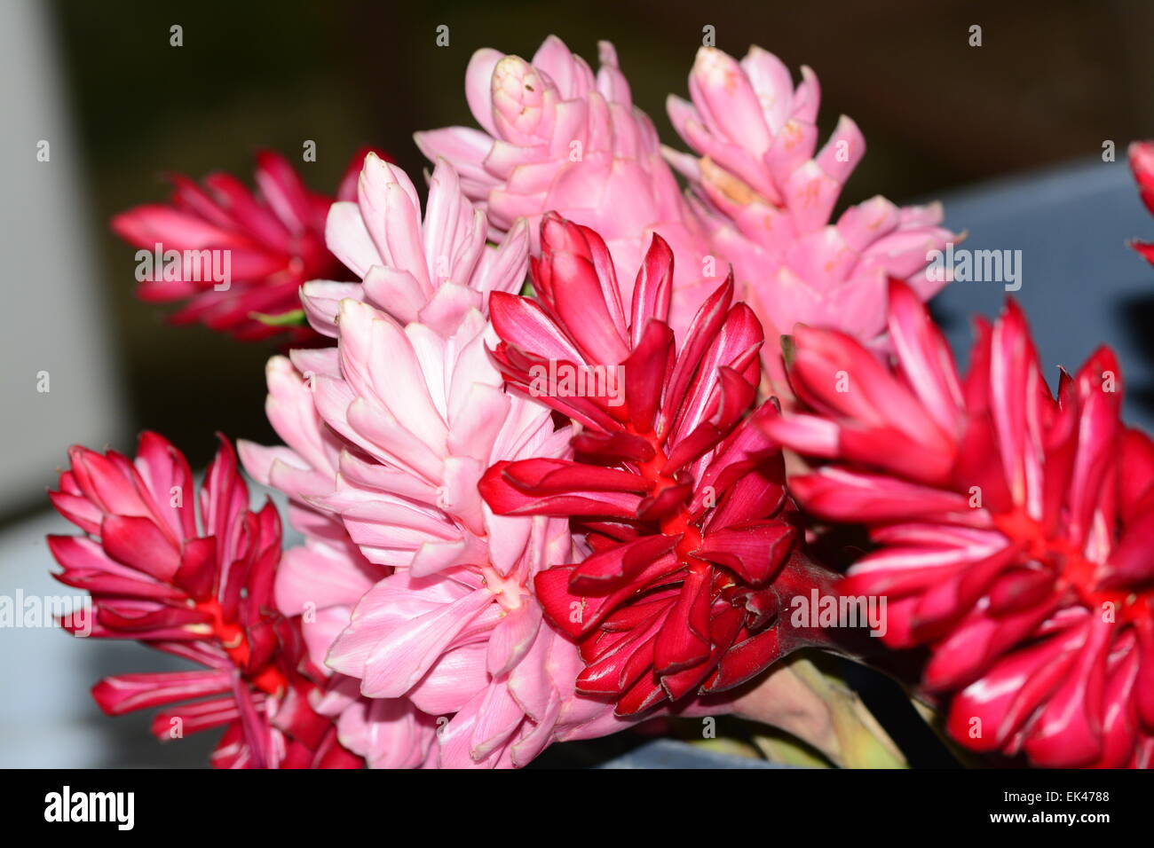 Red and pink ginger flowers Stock Photo