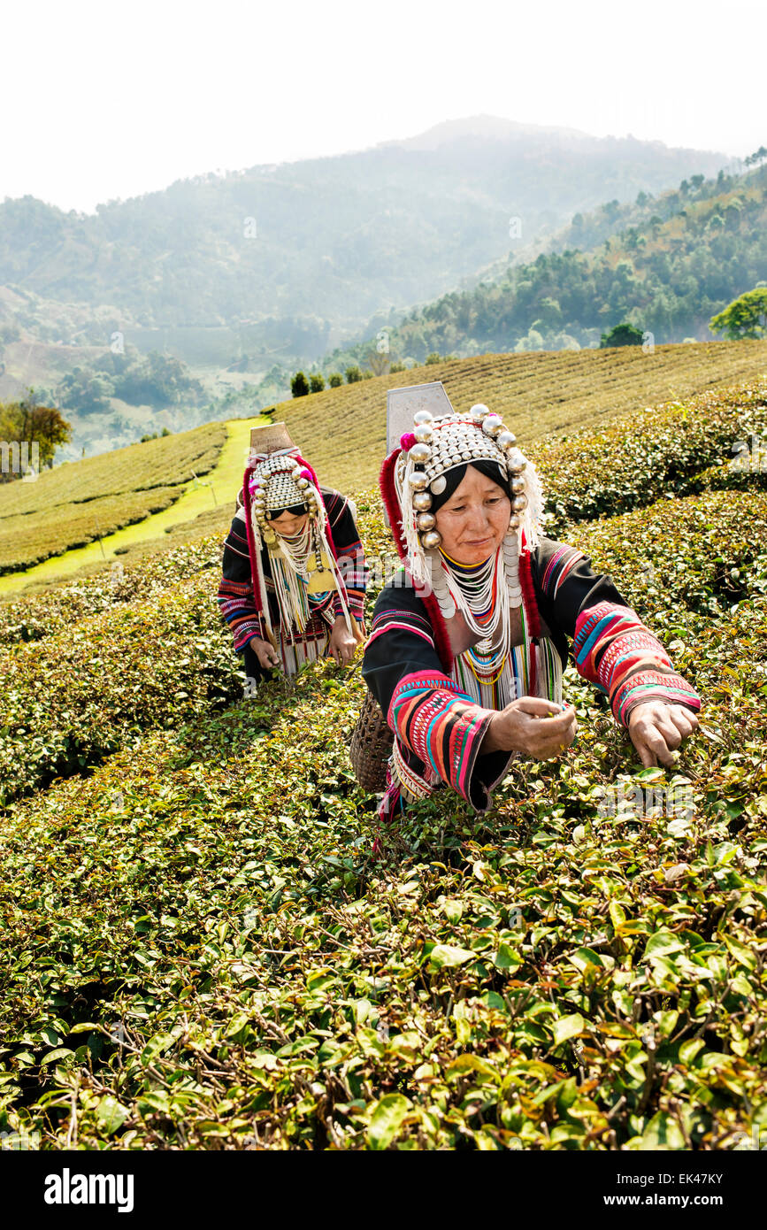Akha hill tribe women picking tea at Doi Mae Salong in north Thailand. Stock Photo