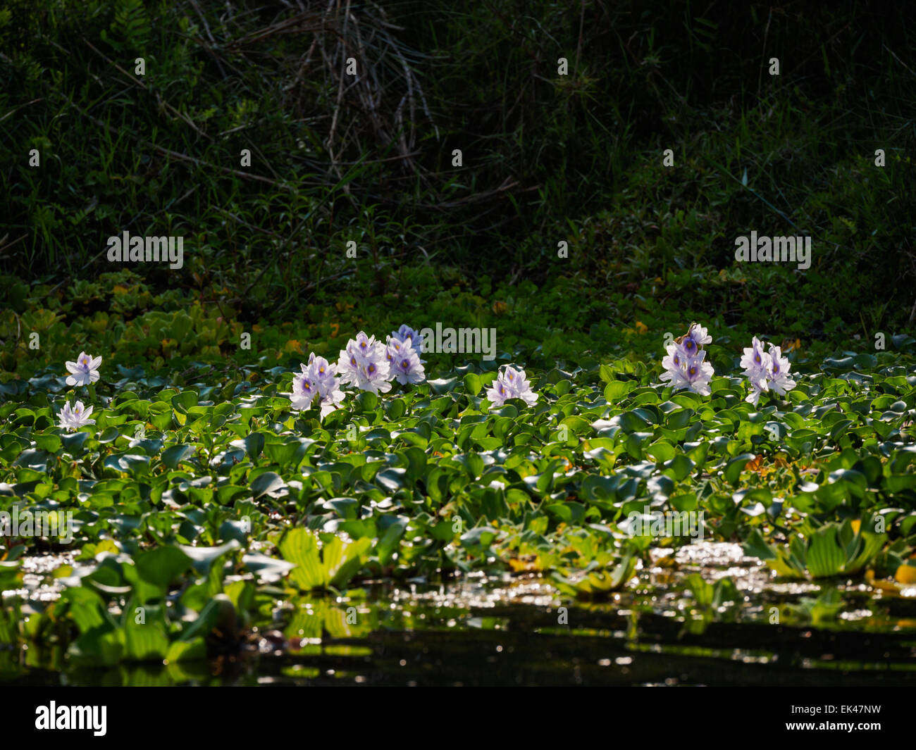 Water hyacinth (Eichhornia crassipes) flowering in a river near Sauraha, Chitwan, Nepal Stock Photo