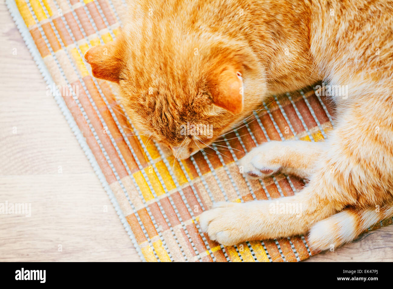 Peaceful Orange Red Tabby Cat Male Kitten Curled Up Sleeping In His Bed ...