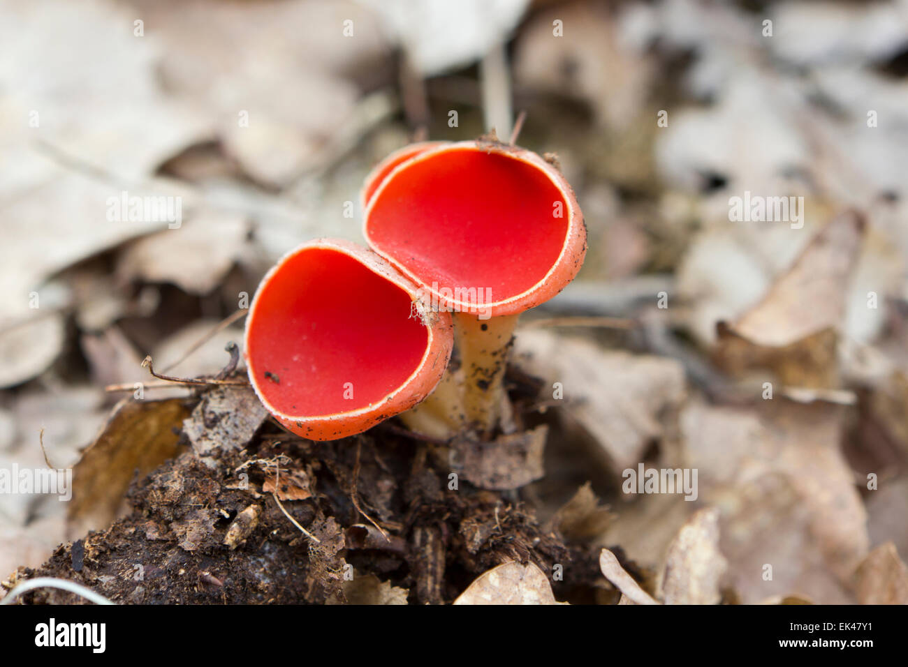Mushrooms Sarcoscypha Austriaca - red mushrooms in the forest commonly known as the scarlet elf cup Stock Photo