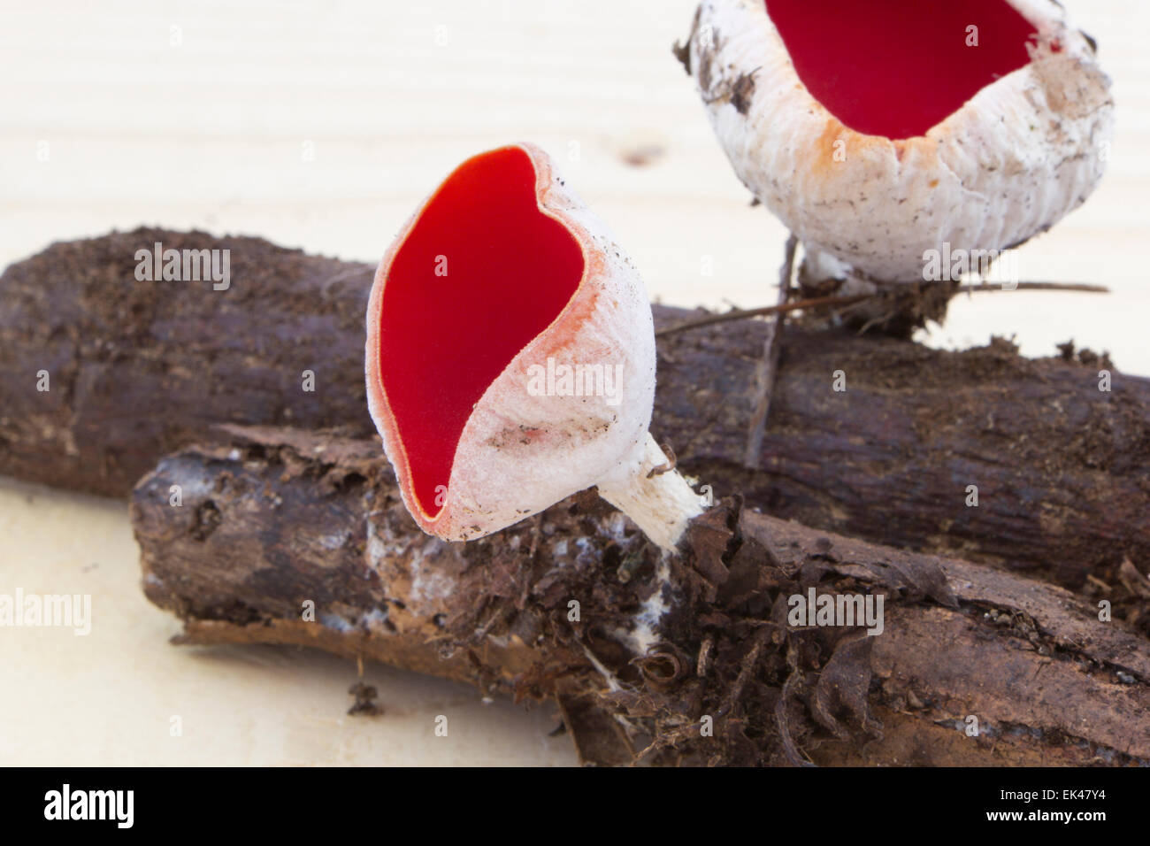 View of a branch with red fungus Sarcoscypha austriaca Stock Photo