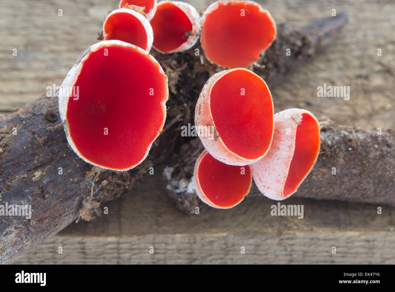 Scarlet Elf Cup Fungi - Mushroom Sarcoscypha coccinea. Stock Photo