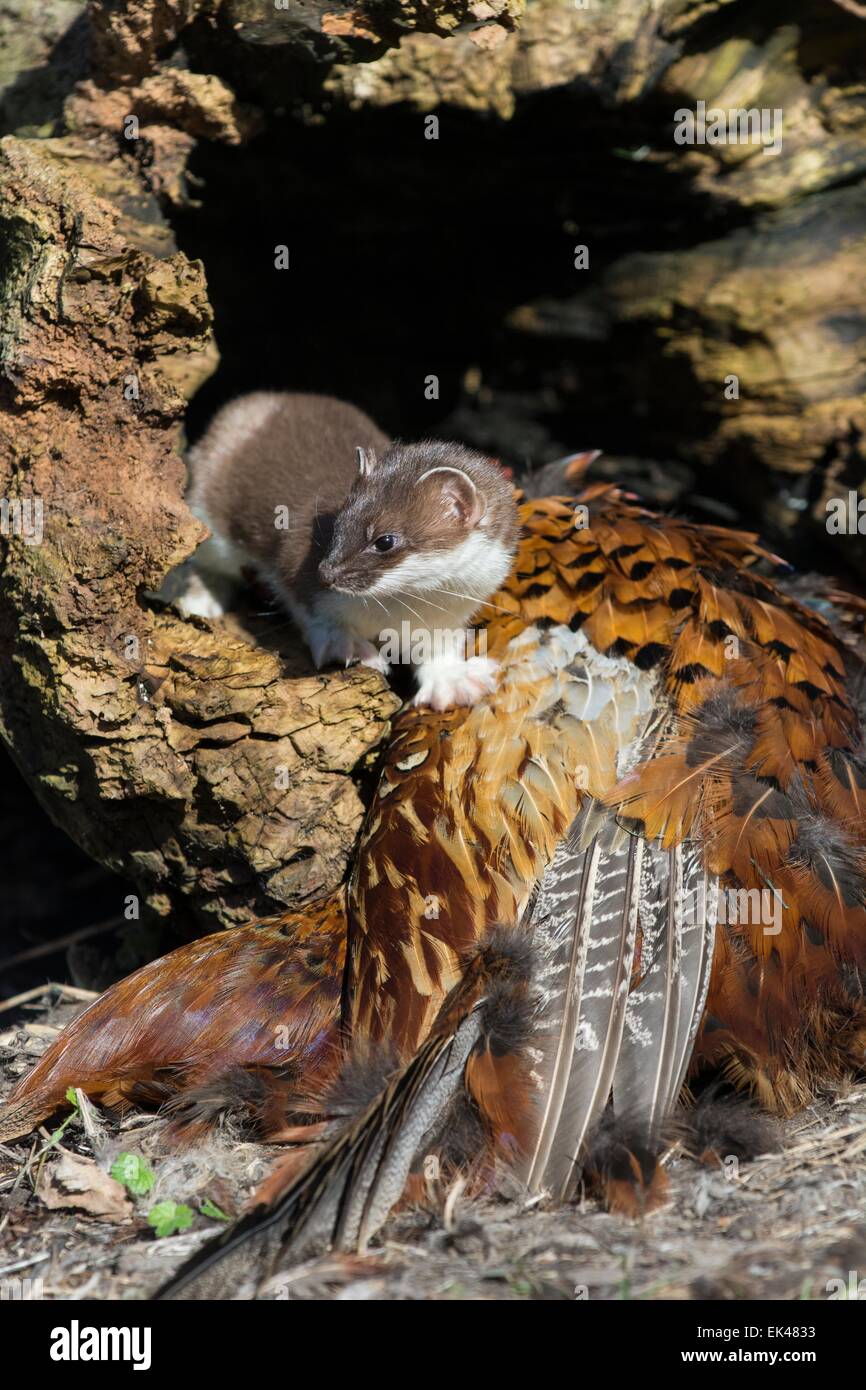 stoat - Mustela erminea, female investigating pheasant carcass (captive) Stock Photo