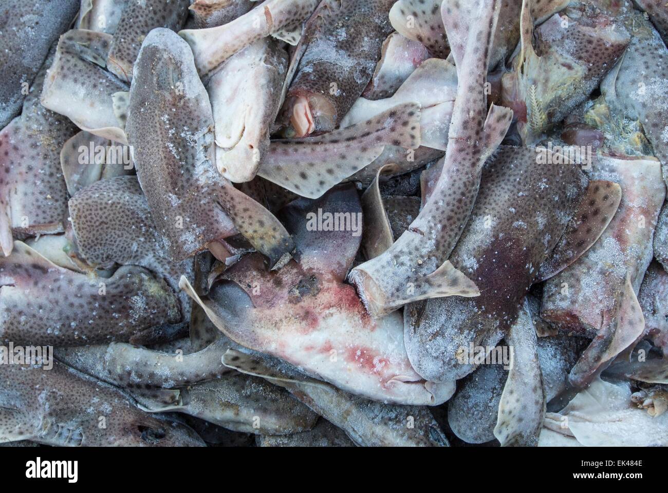 Frozen fish bait, dog fish- Scyliorhinus canicula Stock Photo
