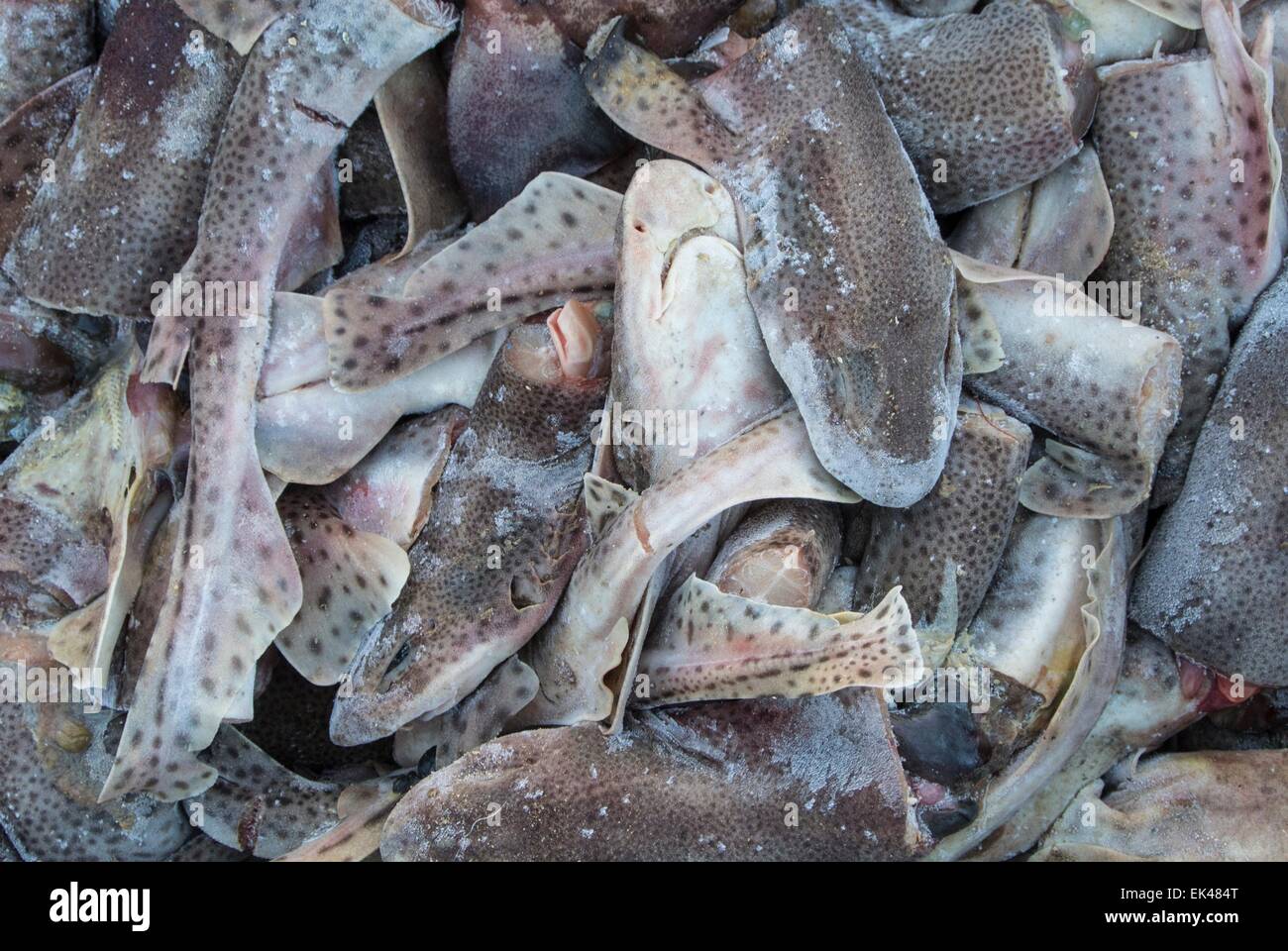 Frozen fish bait, dog fish- Scyliorhinus canicula Stock Photo