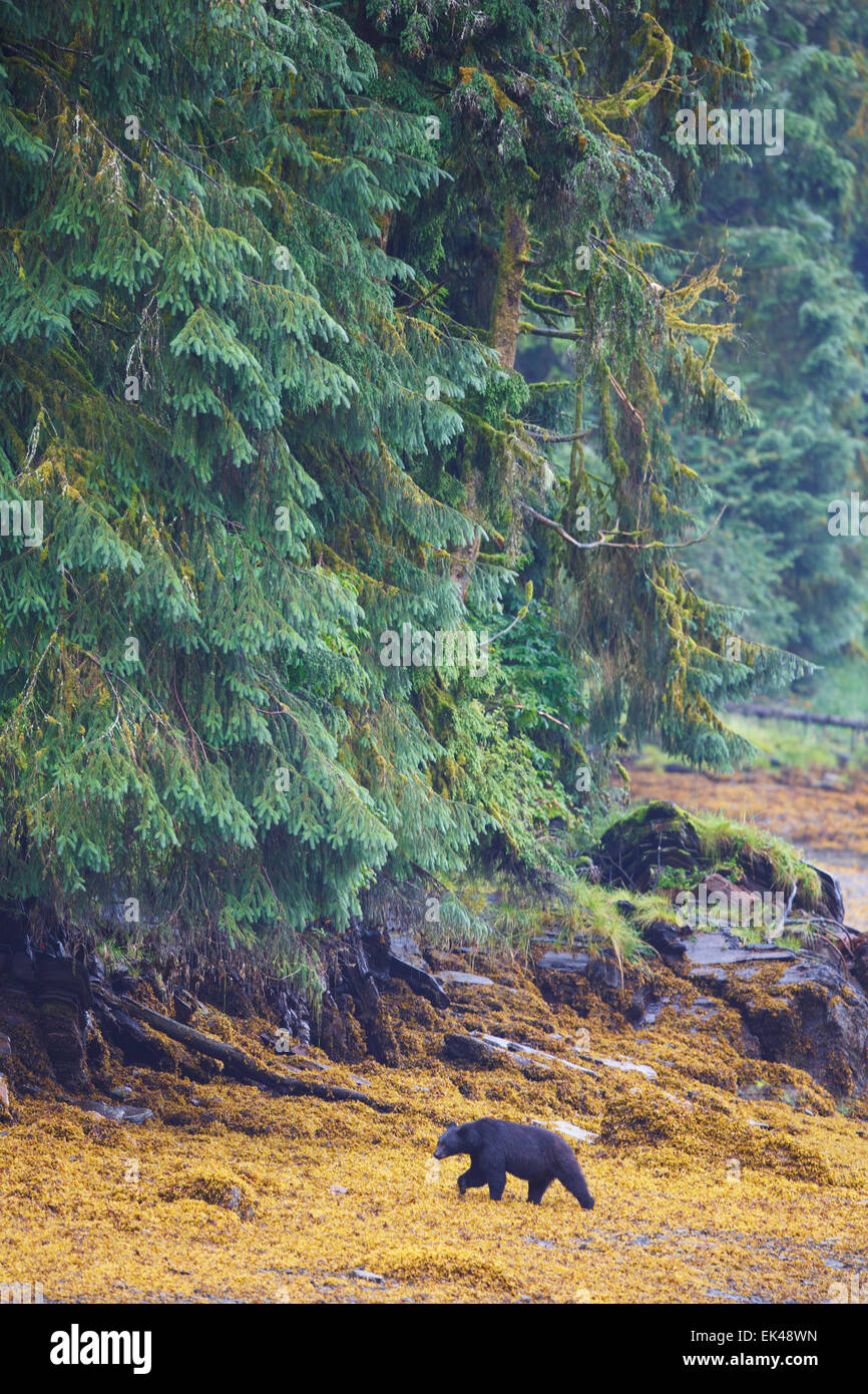 Temperate forest animals hi-res stock photography and images - Alamy Temperate forest animals hi-res stock photography and images - Alamy