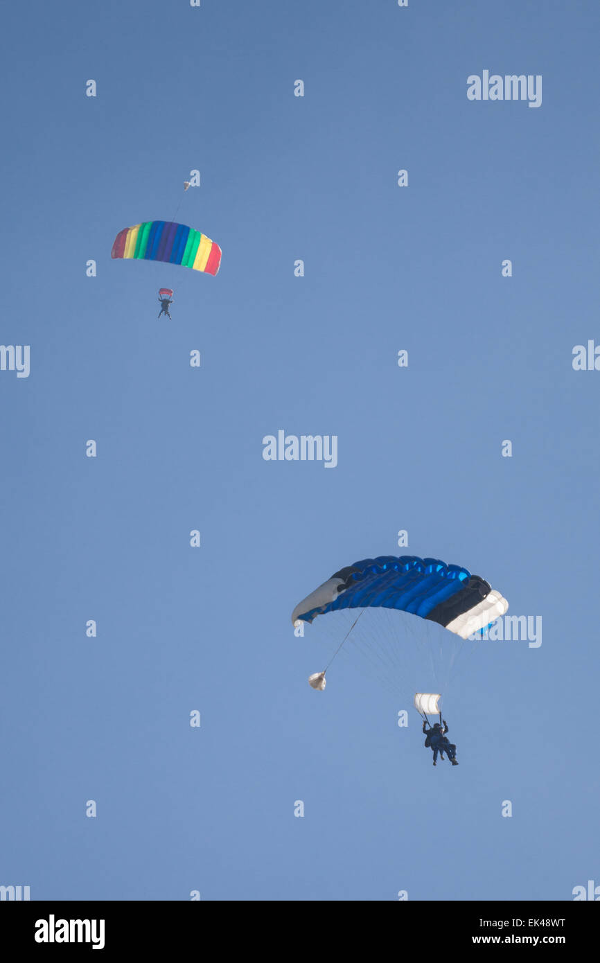 Parachutists coming in to land at Old Sarum airfield following a tandem skydive from 15,000ft above Salisbury Plain Stock Photo