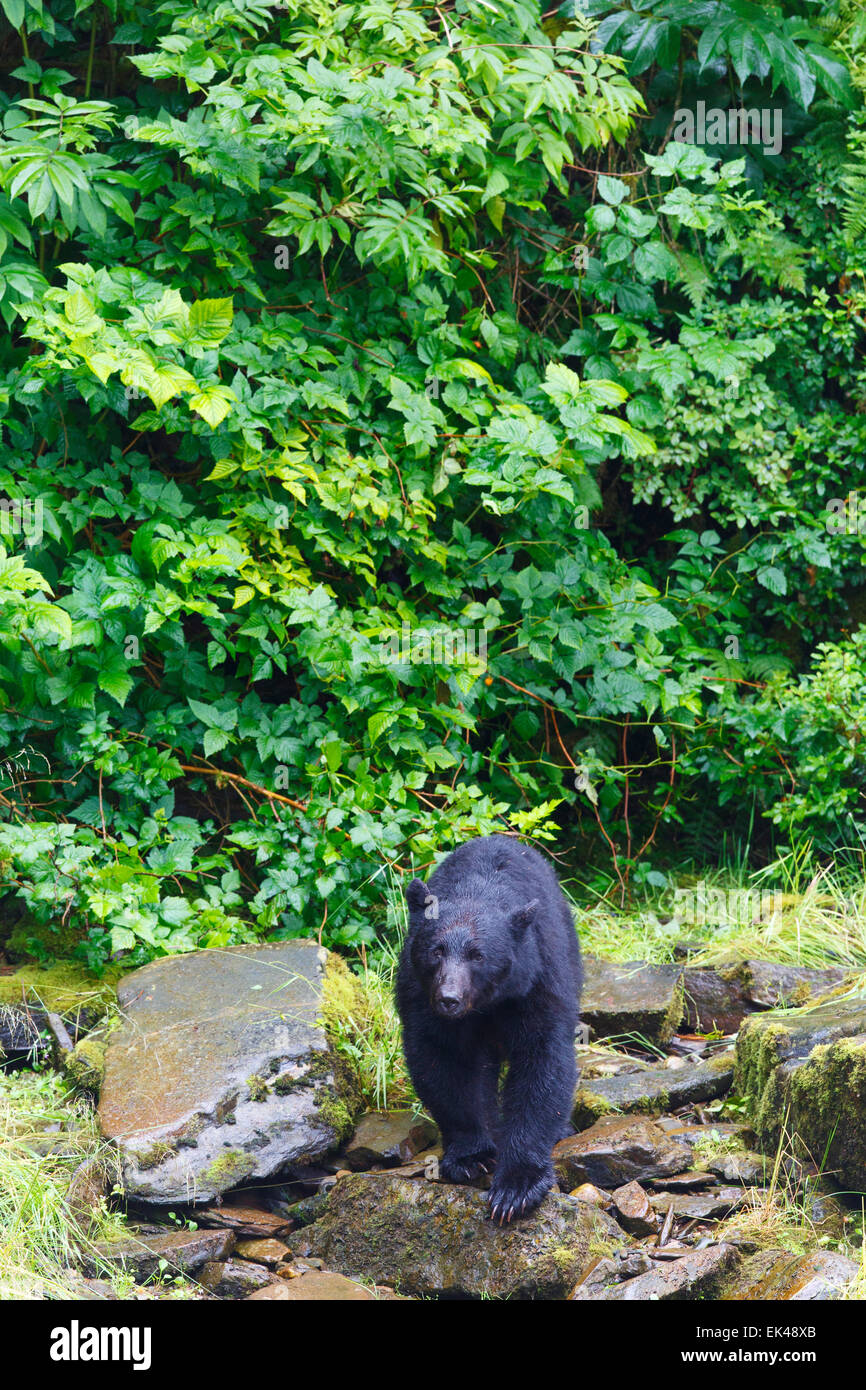Black bears at the Neets Bay Hatchery,Tongass National Forest, near Ketchikan, Alaska. Stock Photo