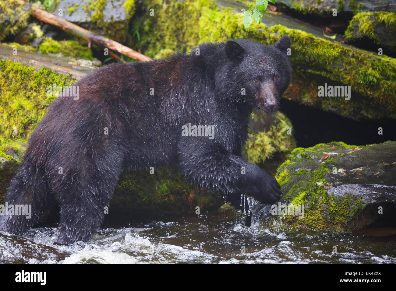 Black bears at the Neets Bay Hatchery,Tongass National Forest, near