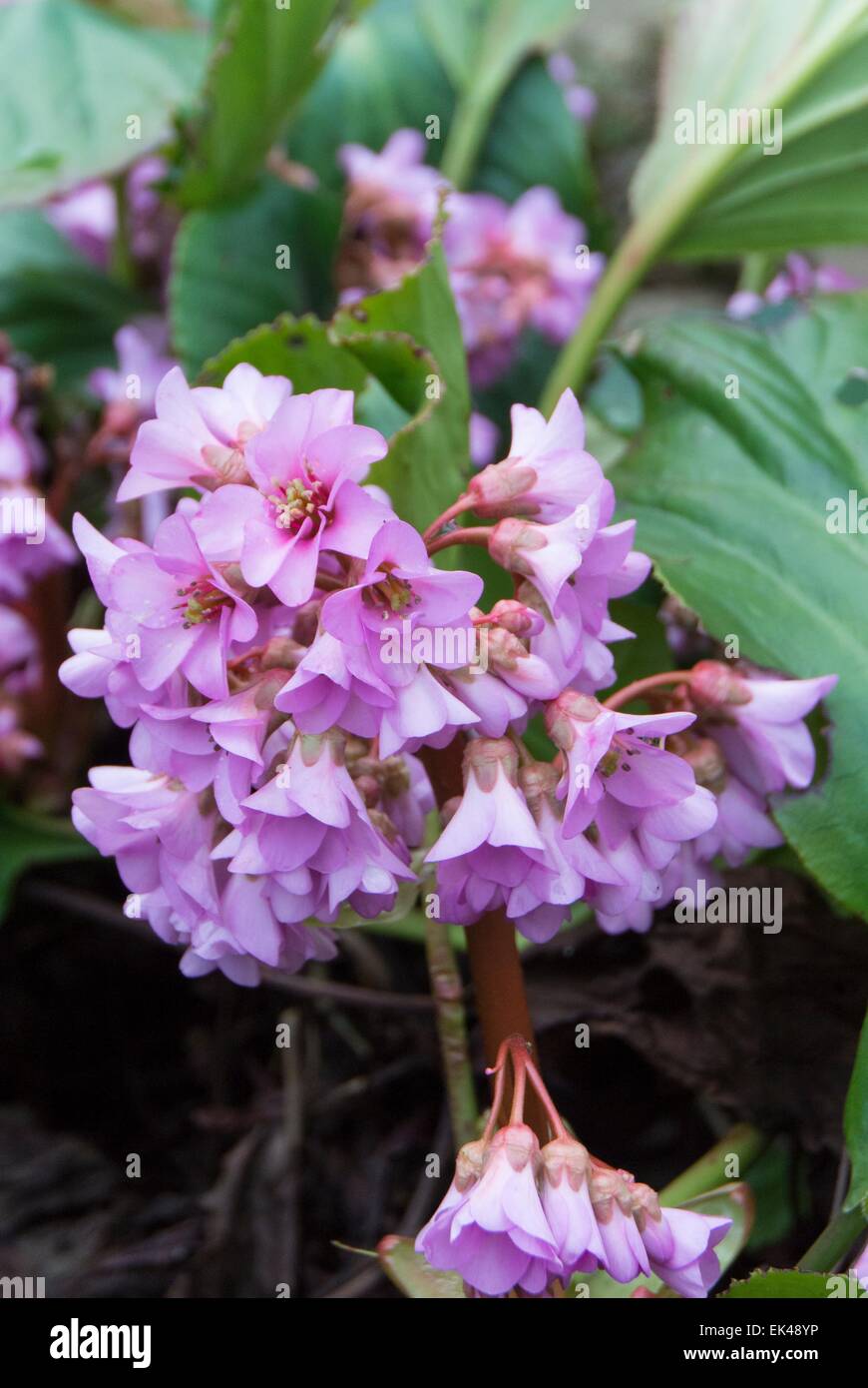 begonia flowers Stock Photo