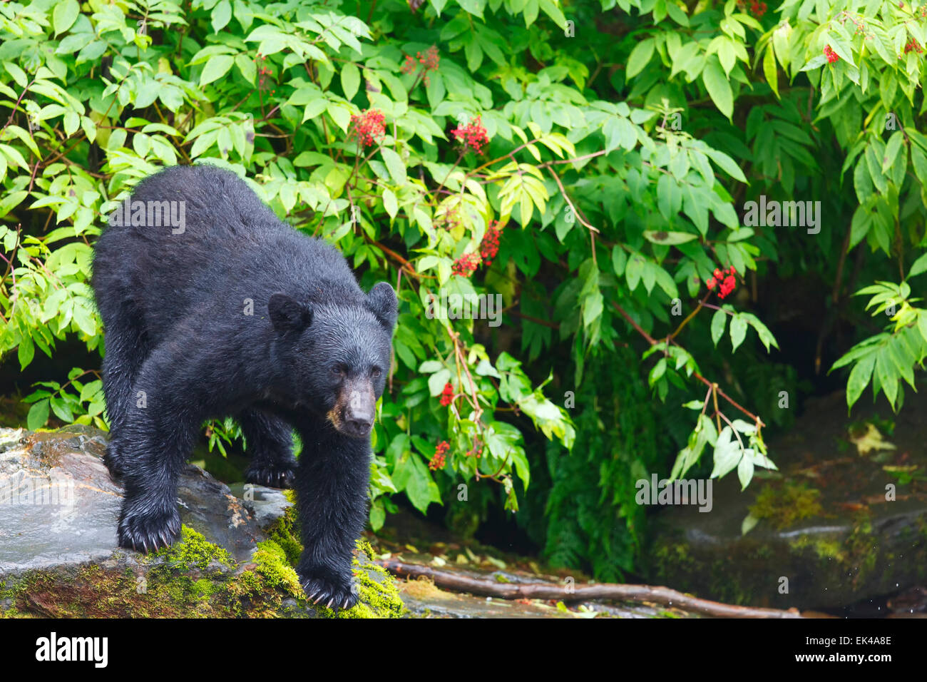 Black bears at the Neets Bay Hatchery,Tongass National Forest, near
