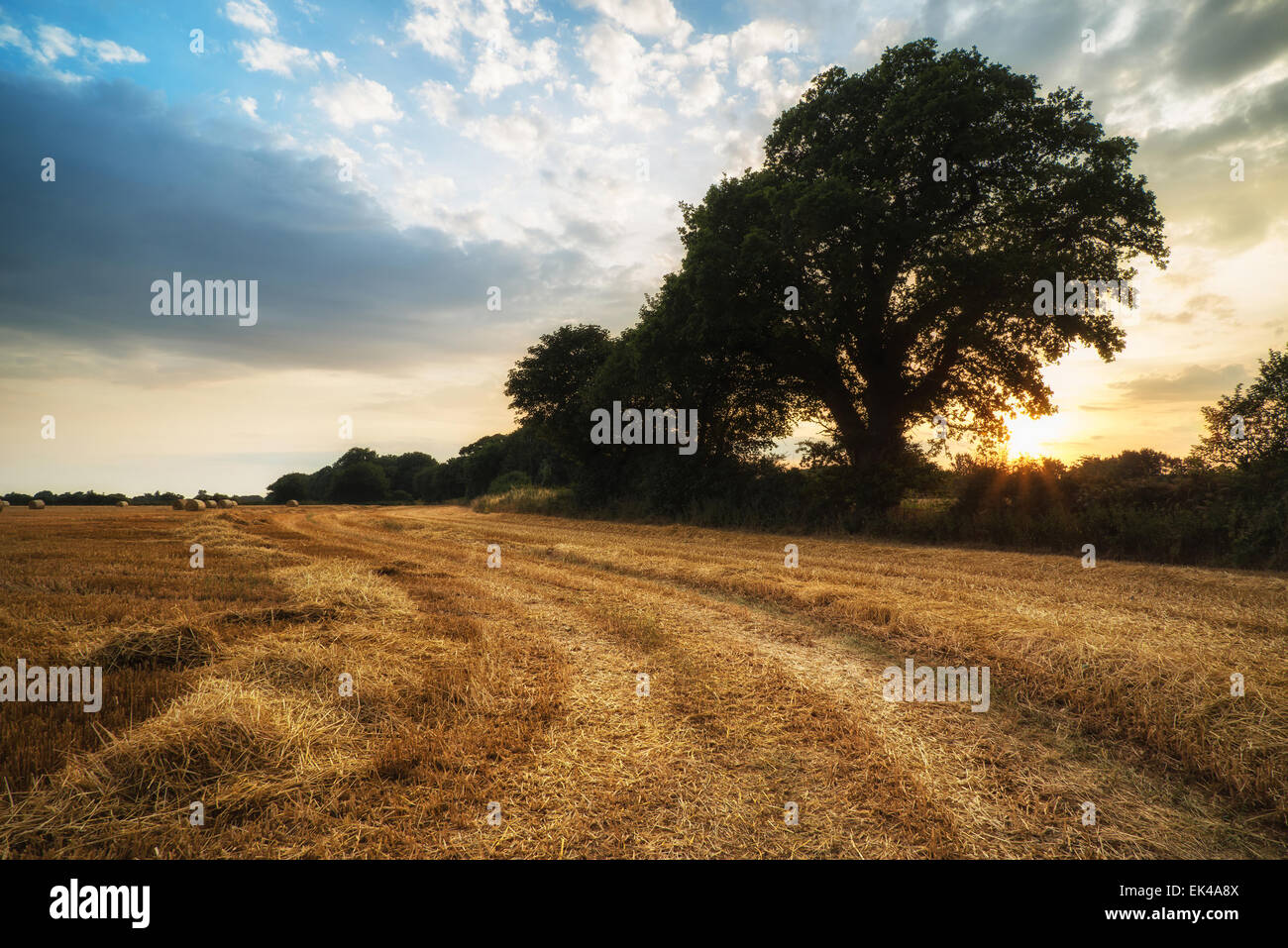 Beautiful summer sunset over field hi-res stock photography and images ...