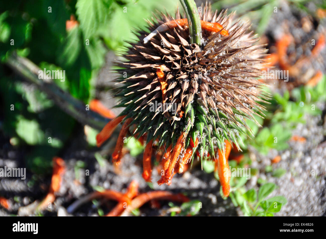 Palmiet High Resolution Stock Photography and Images Alamy