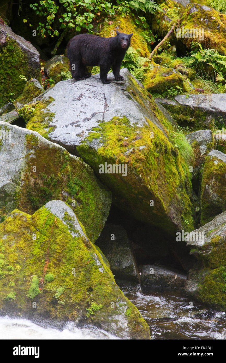Black bears at the Anan Wildlife Observatory, Tongass National Forest, Alaska. Stock Photo