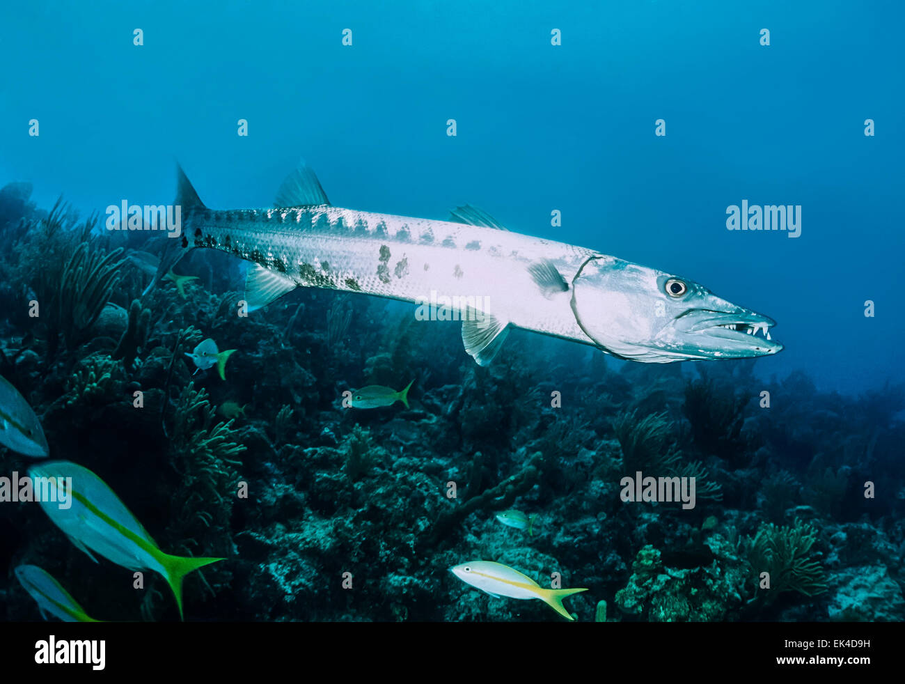 Caribbean Sea, Cuba, U.W. photo, great Barracuda (Sphyraena barracuda) - FILM SCAN Stock Photo