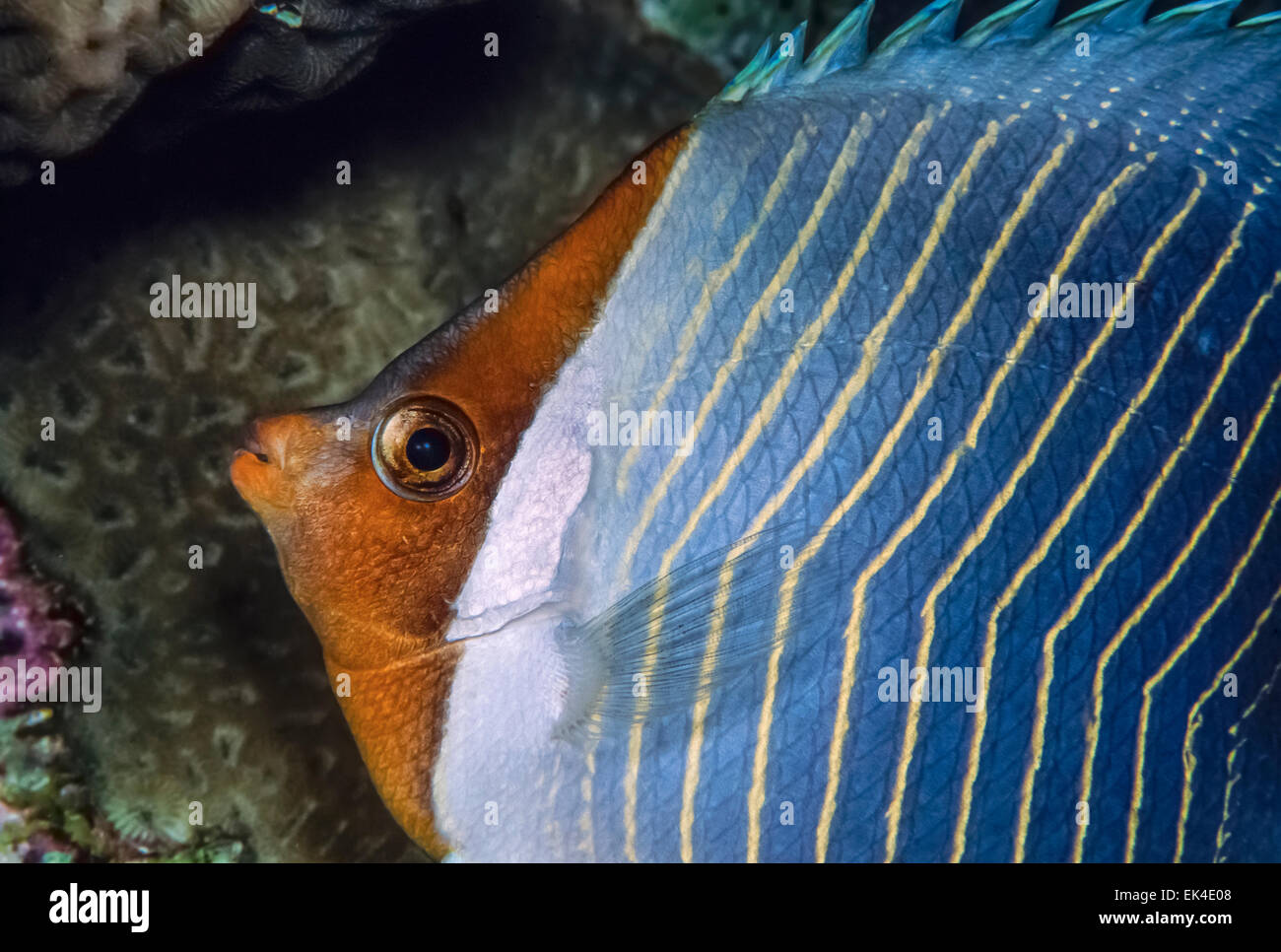 SUDAN, Red Sea, U.W. photo, Orangeface Butterflyfish (Chaetodon larvatus) Stock Photo