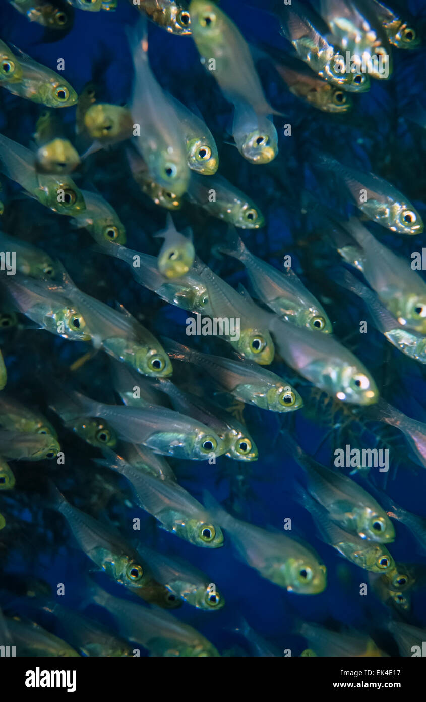 SUDAN, Red Sea, U.W. photo, Glassfish school (Parambassis ranga) Stock Photo