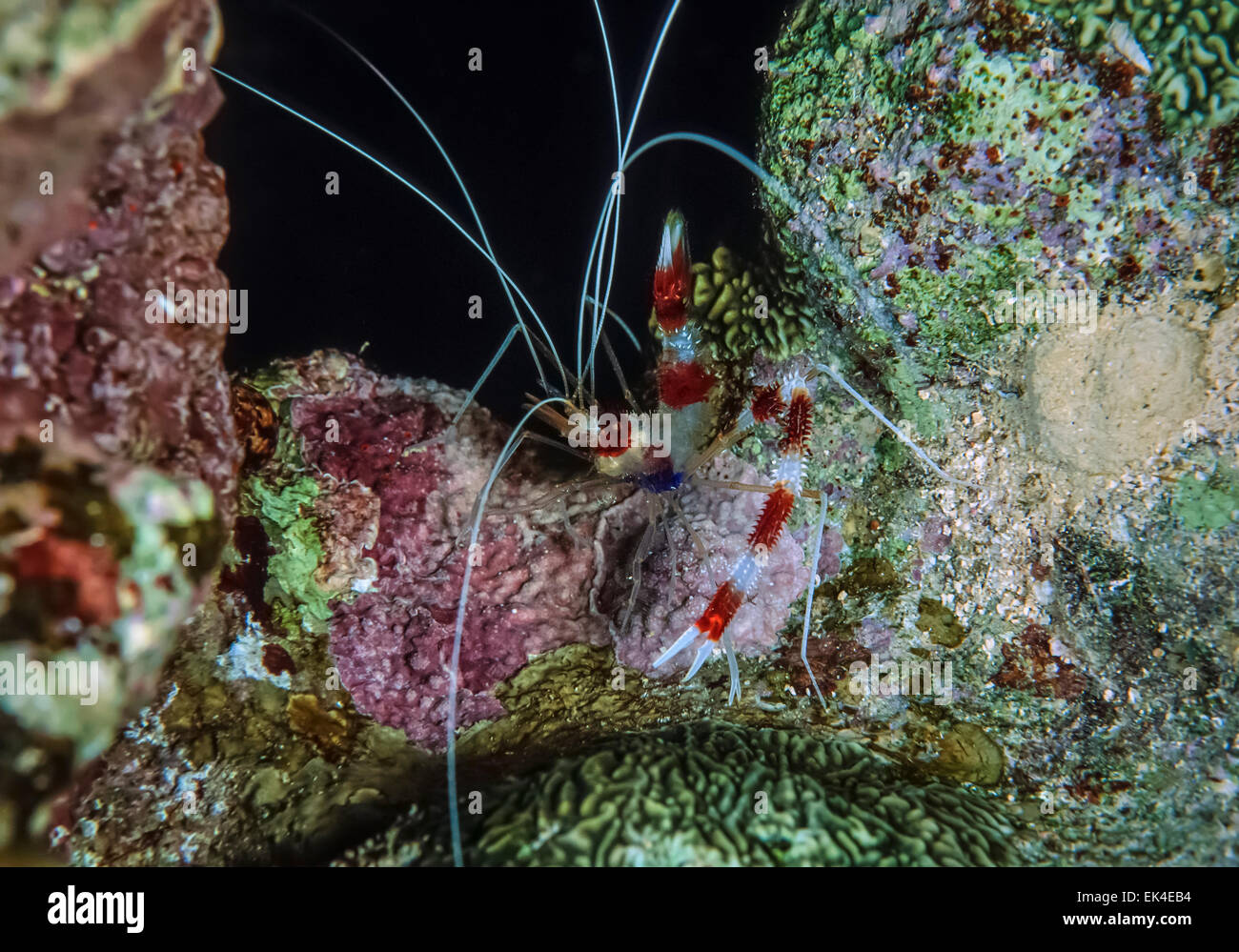 SUDAN, Red Sea, U.W. photo, Coral Banded Shrimp (Stenopus hispidus) Stock Photo
