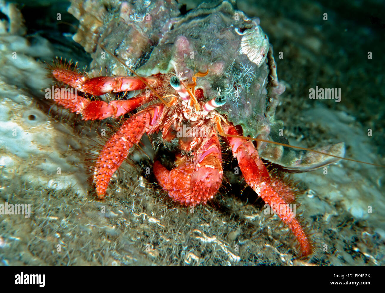 Italy, Mediterranean sea, hermit crab (Dardanus arrosos Stock Photo - Alamy