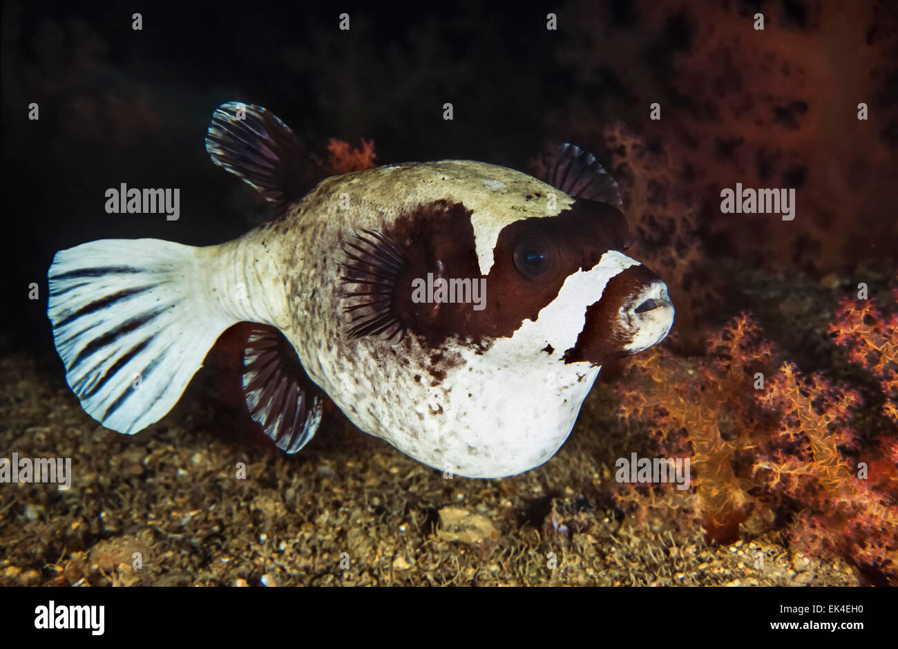 Spiny balloon fish hi-res stock photography and images - Alamy