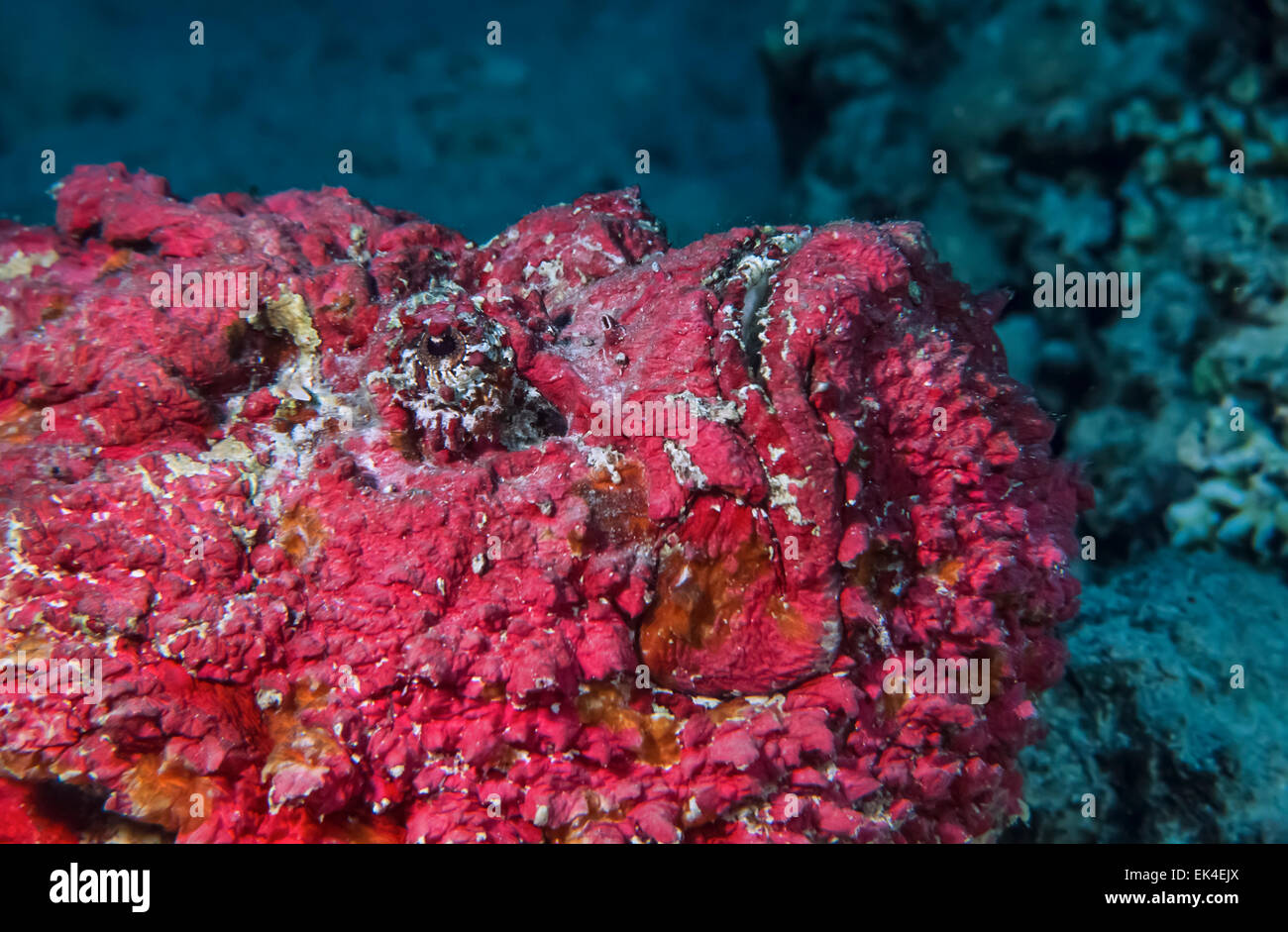 SUDAN, Red Sea, U.W. photo, Stonefish (Synanceia verrucosa) Stock Photo