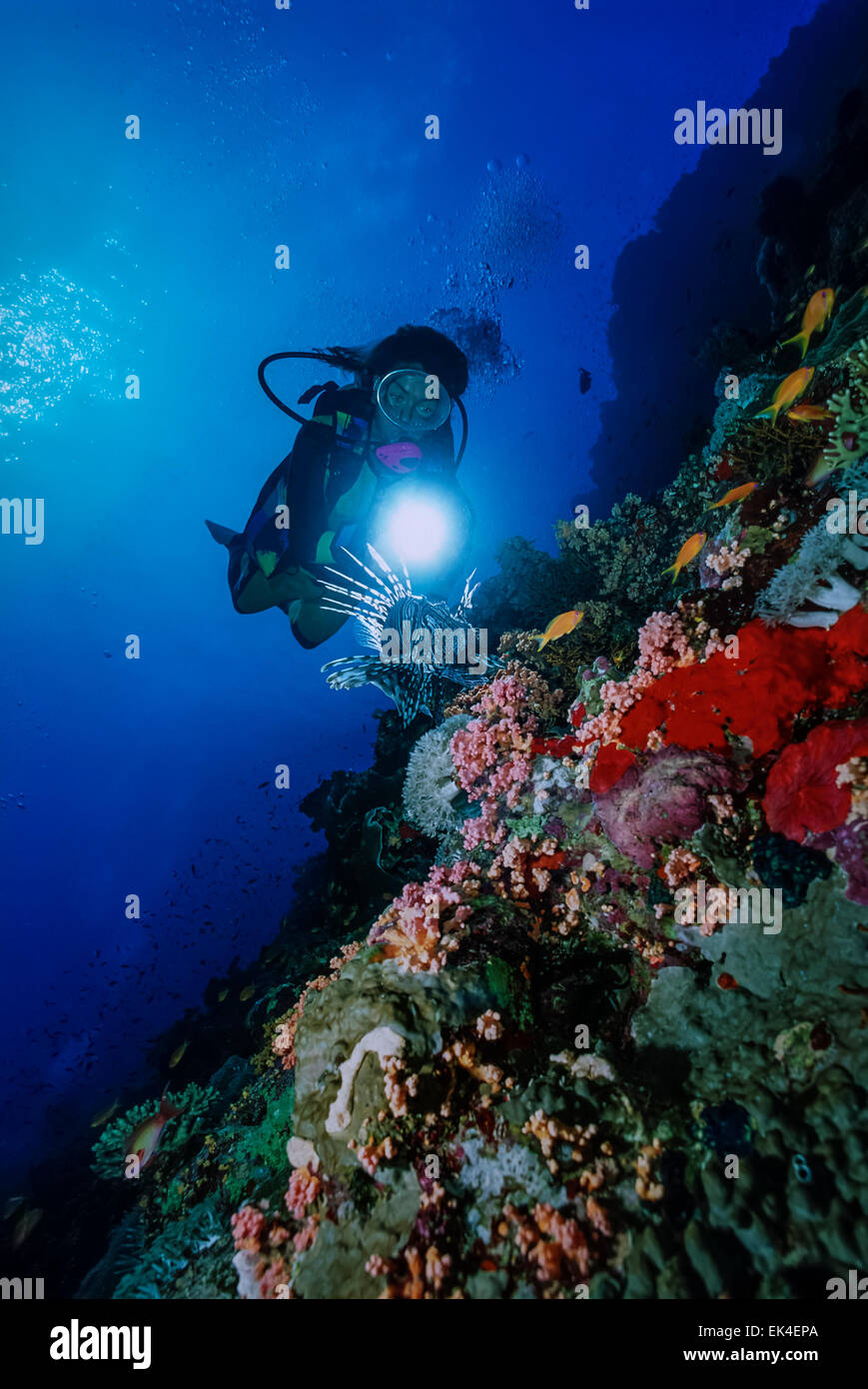 SUDAN, Red Sea, U.W photo, Scorpion fish (Pterois radiata) and a diver Stock Photo