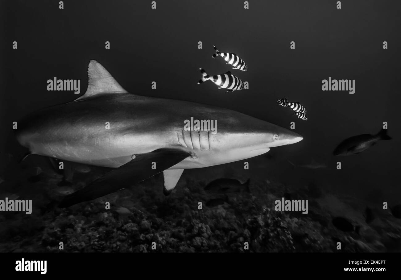 SUDAN, Red Sea, Sha'ab Rumi, U.W. photo, Silky shark (Carcharhinus falciformis) Stock Photo