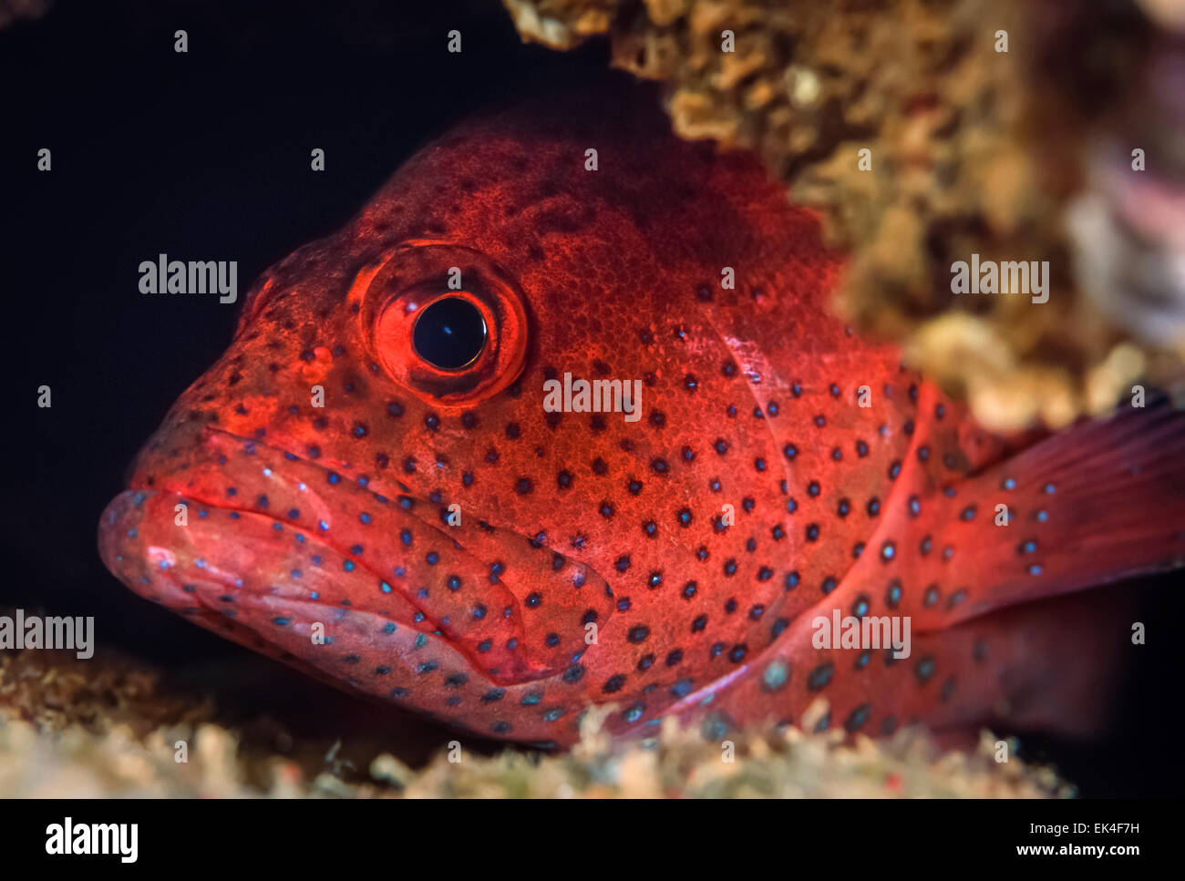 Red spotted grouper Clearance