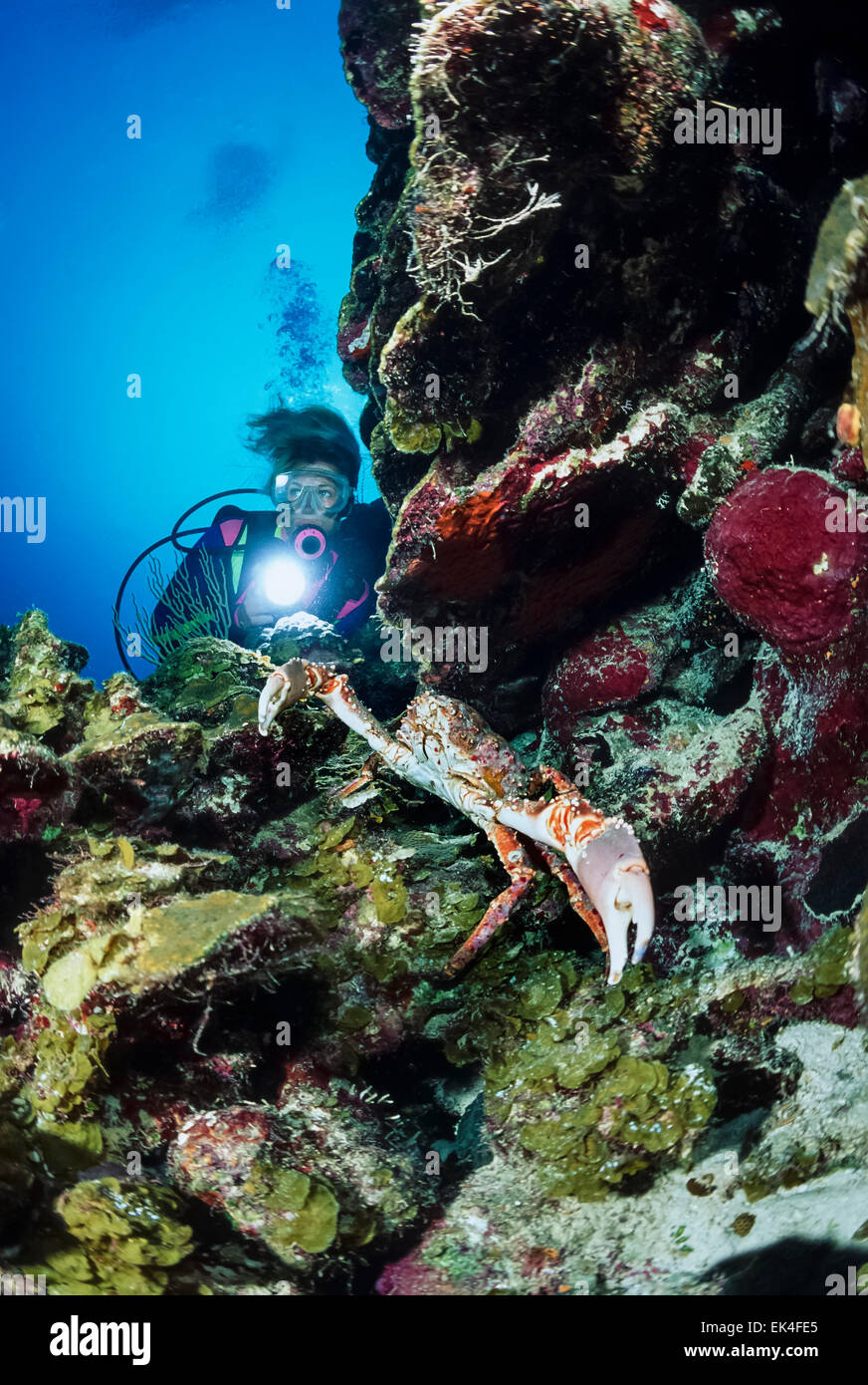 Caribbean Sea, Belize, U.W. photo, diver close to a big Spider Crab (Maja squinado) - FILM SCAN Stock Photo