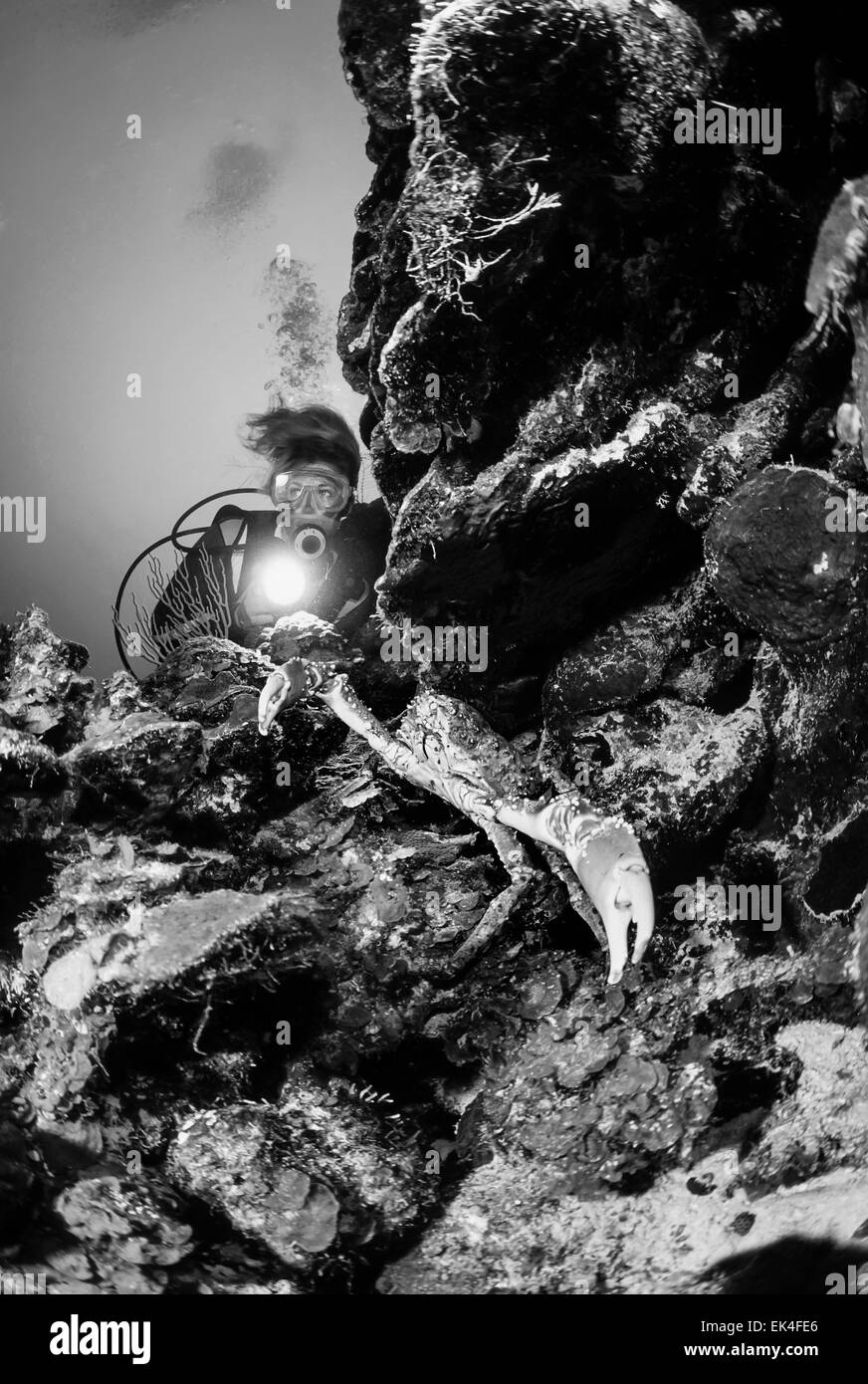 Caribbean Sea, Belize, U.W. photo, diver close to a big Spider Crab (Maja squinado) - FILM SCAN Stock Photo