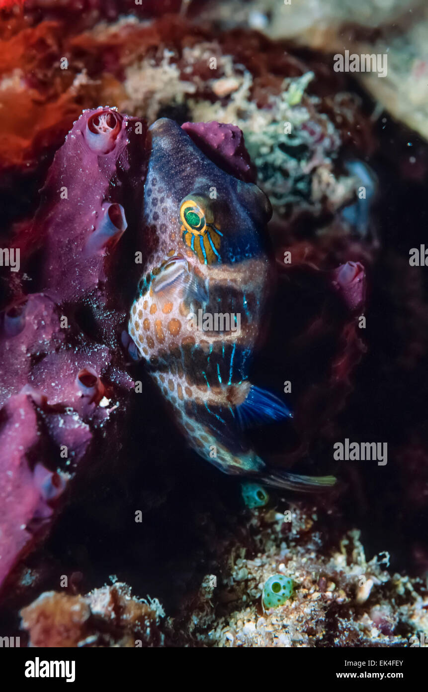 Caribbean Sea, Belize, U.W. photo, small Spotted Boxfish (Ostracion meleagris) - FILM SCAN Stock Photo