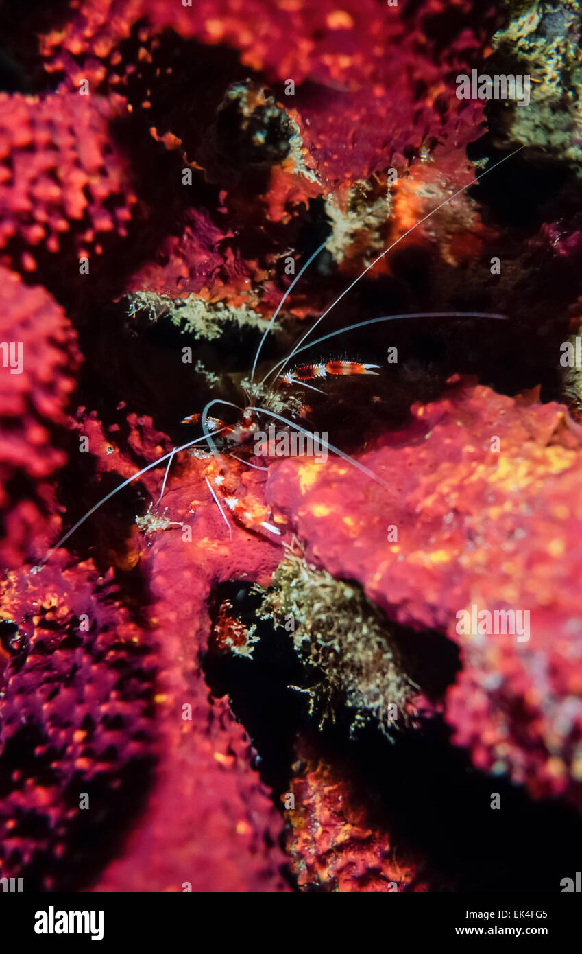 Caribbean Sea, Belize, U.W. photo, Coral Banded Shrimp (Stenopus hispidus) - FILM SCAN Stock Photo
