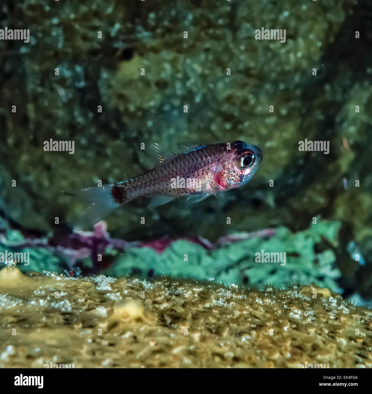 Caribbean Sea, Belize, U.W. photo, Glassfish (Parambassis ranga) - FILM SCAN Stock Photo