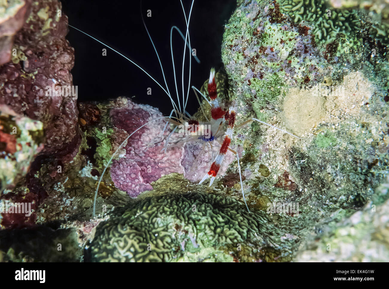Caribbean Sea, Cayman Islands, U.W. photo, small tropical crab (Apogon Sp.) on hard coral - FILM SCAN Stock Photo