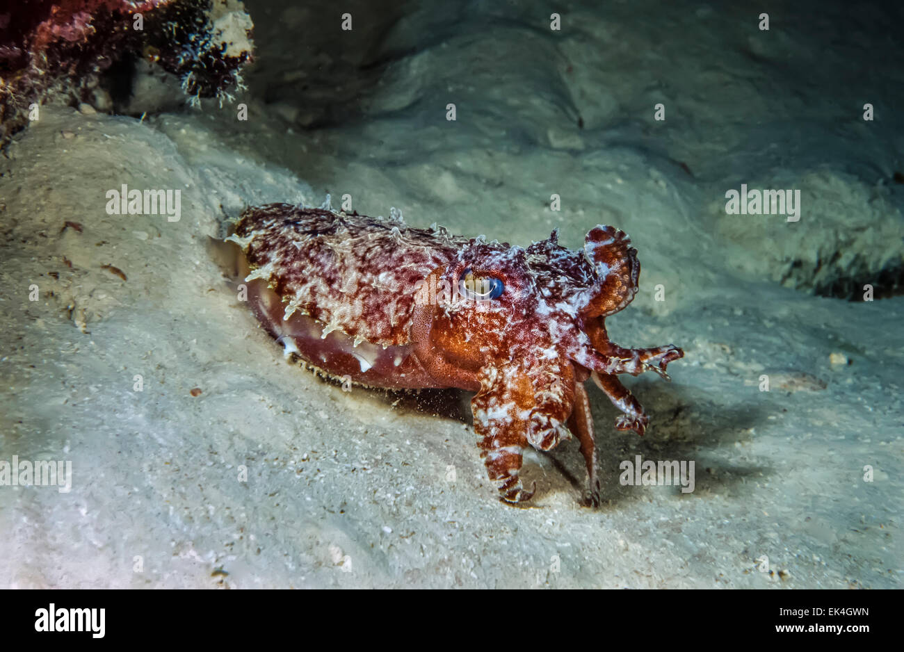 SUDAN, Red Sea, U.W. photo, a cuttlefish (Sepia officinalis) in aggressive behavior Stock Photo