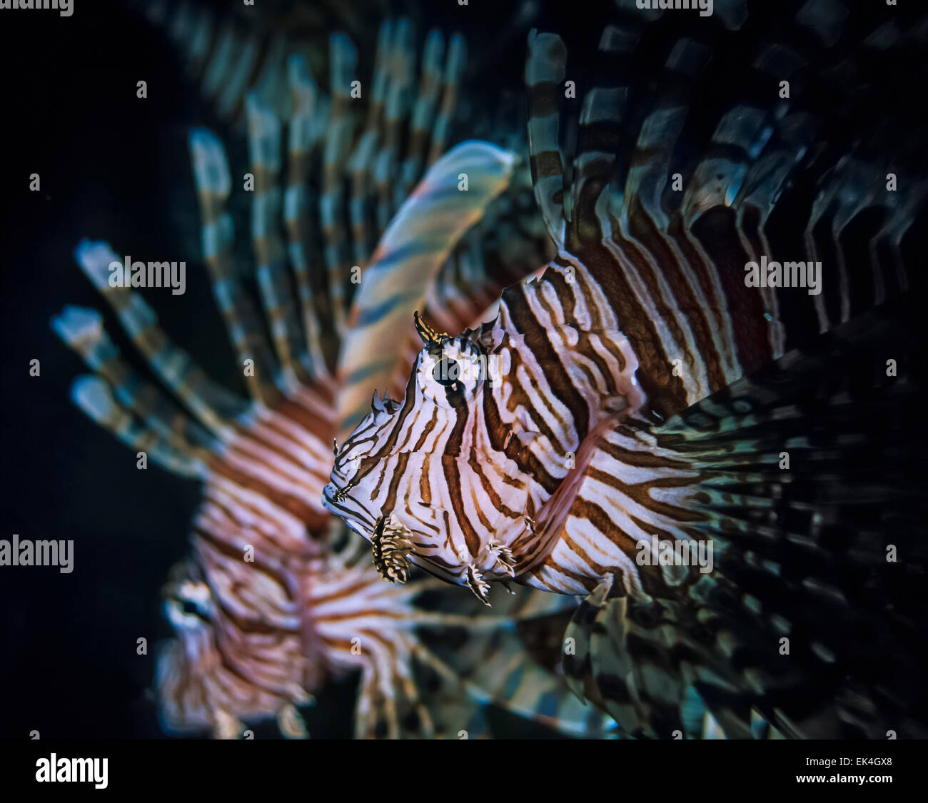 SUDAN, Red Sea, U.W photo, Scorpion fish (Pterois volitans) Stock Photo