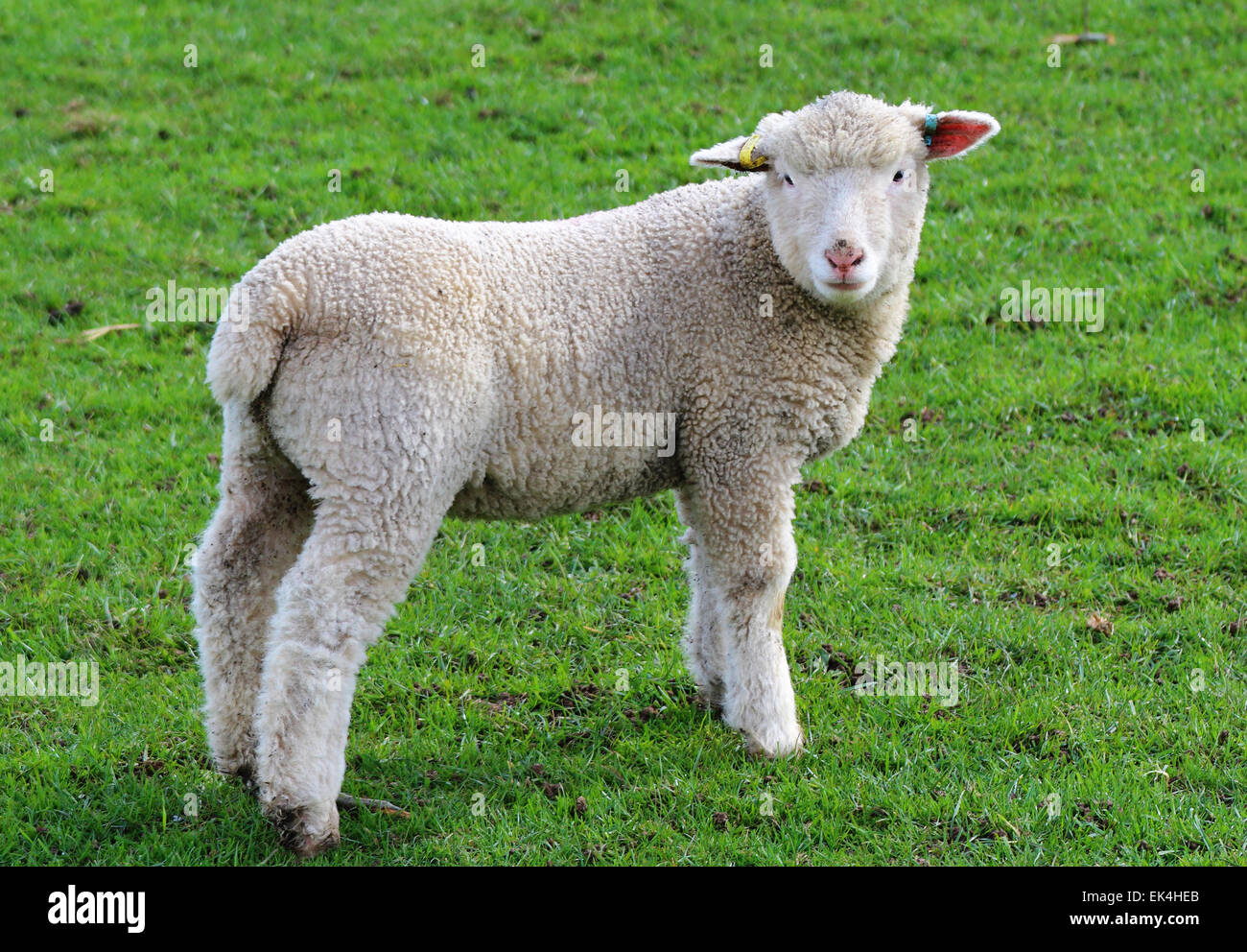 Single Spring Lamb in a grassy meadow Stock Photo Alamy