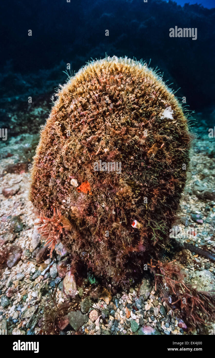 Mediterranean Sea, U.W. photo, giant mussel (Pinna nobilis) FILM SCAN