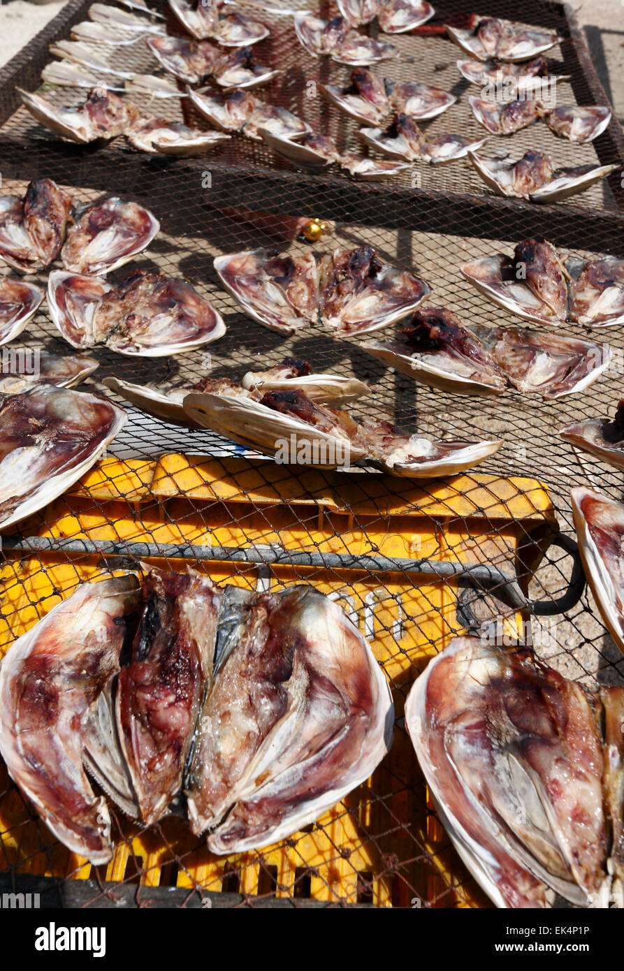 Samui Local Fish Thailand, Koh Samui, fish drying with the sun Stock Photo - Alamy