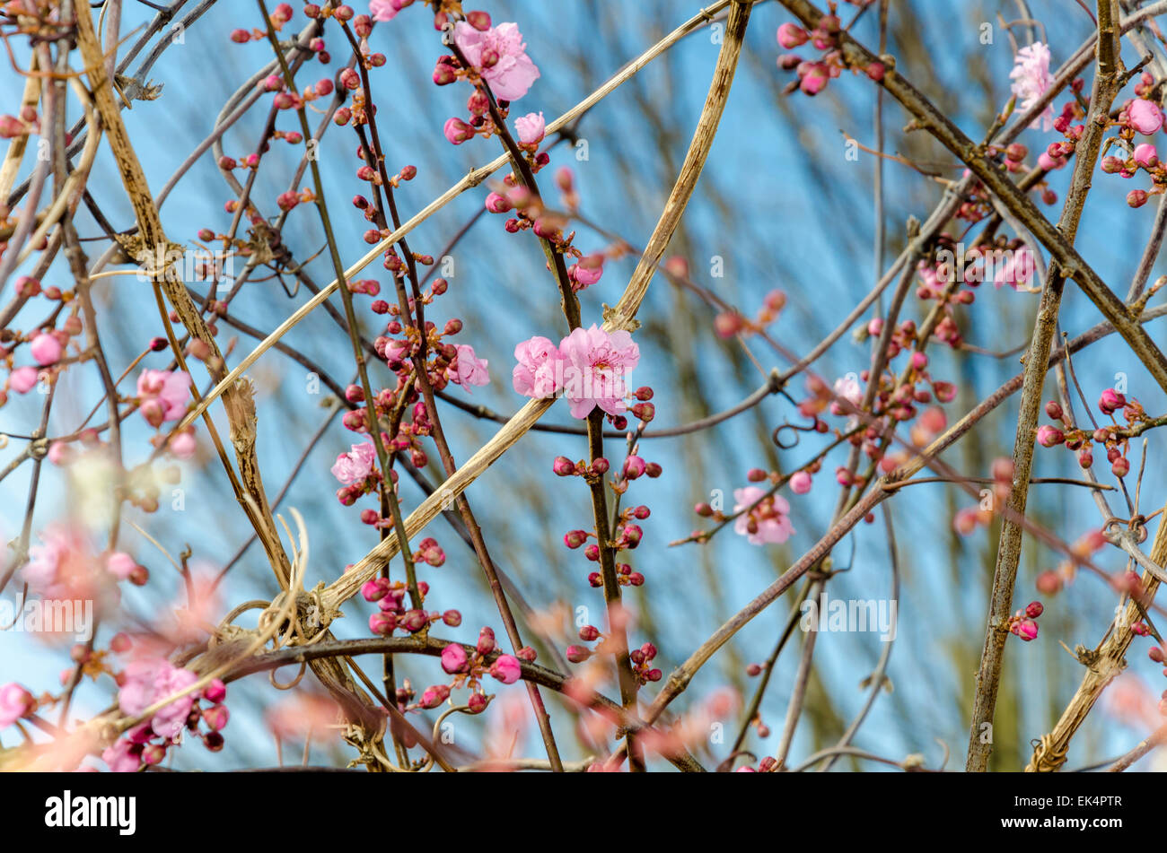 Blossom on an Ornamental Plum tree (also known as cherry plum