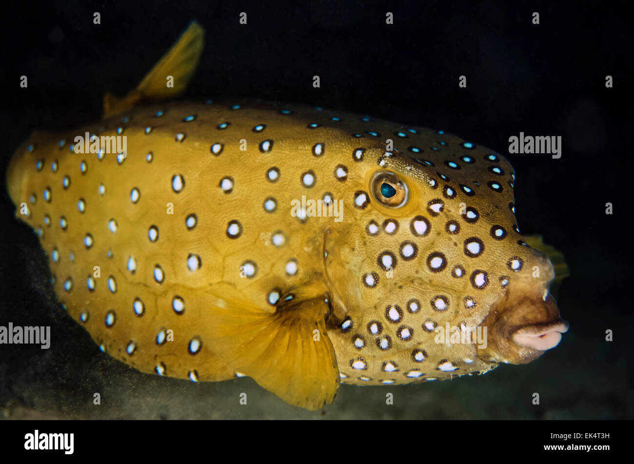 Sudan, Red Sea, U.W. photo, Yellow Spotted Boxfish (Ostracion meleagris) Stock Photo