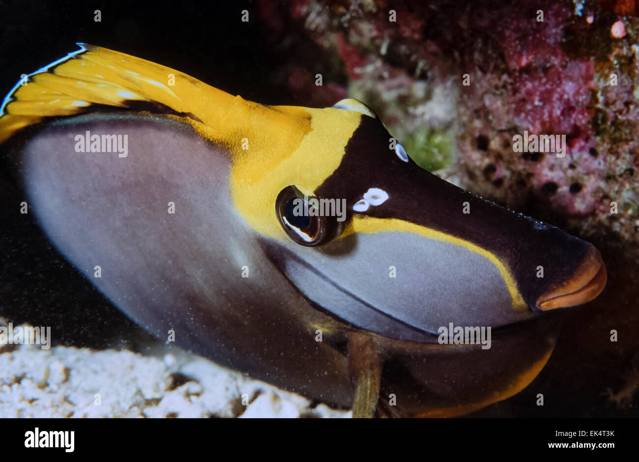 SUDAN, Red Sea, U.W. photo, Black Surgeonfish (Acanthurus gahhm) Stock Photo