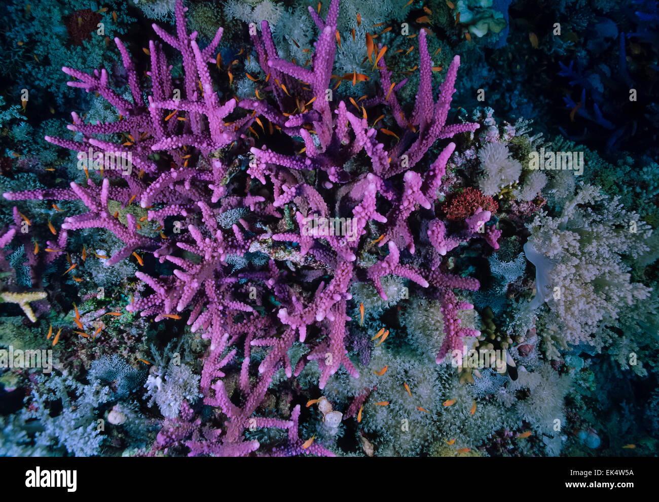 SUDAN, Red Sea, U.W. photo, staghorn coral (Acropora cervicornis) Stock Photo