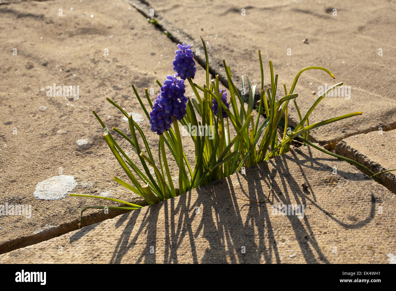 Muscari or Grape Hyacinth flowers growing between paving slabs on a patio outside a house in Cornwall Stock Photo